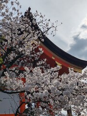 Cherry blossoms in full bloom at the entrance to the temple