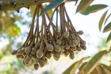 Durian Flowers