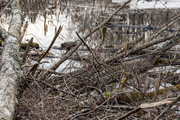 old trees in the forest, fallen trees, spring, dry leaves and grass covering the ground