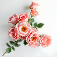 Obraz premium Top-View Studio Shot of Pink Rose Flowers