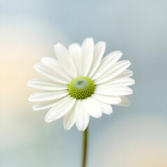 Fototapeta premium Chamomile Flower in Its Natural Beauty