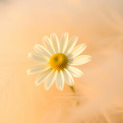 Chamomile Flower in Its Natural Beauty