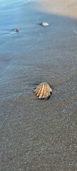 Seashell in the Sand