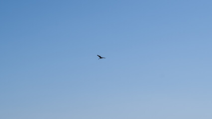 Single Bird Flying in Blue Sky
