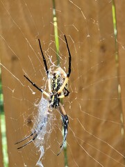 Yellow Garden Spider