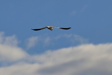 Fototapeta premium raptor
