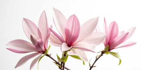 A delicate magnolia blooms with soft pink petals encircling a paler heart, gracefully tilting to the left in an enchanting dance with light