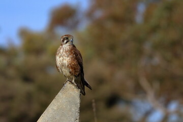 brown falcon
