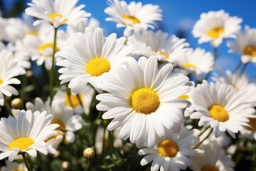Fototapeta premium Cluster of Margeruite daisies in full bloom outdoors blossom flower.