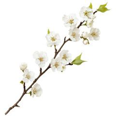 Obraz premium Delicate white cherry blossom branch with green leaves, symbolizing spring beauty and renewal. Perfect for floral designs and nature themed projects