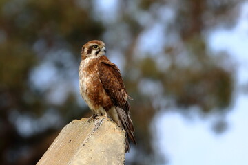 brown falcon