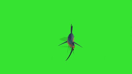 Back view angle moving of long nose fishes under water fastly or marine animal with green screen or chroma key video clip motion background