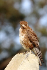 brown falcon