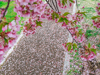 早咲きの河津桜