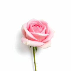 Pink Rose Flower Against a White Background"