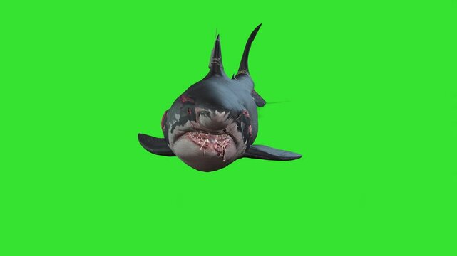 Shark attack under water green screen or chroma key video clip art backgrounds