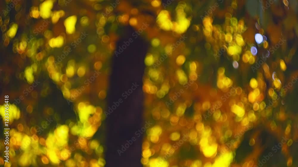 Wall mural calm video footage shot under crowns of autumn tree in defocus creating movement of round bokeh effe