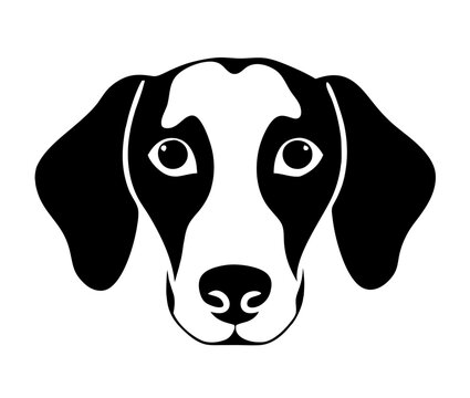 Dachshund portrait, curious expression, looking forward, vector illustration
