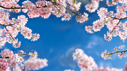 A Soft-Focus Shot of Cherry Blossoms Against a Blue Sky Using the Golden Ratio        