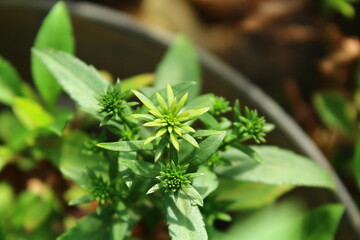 close up of a plant in a garden