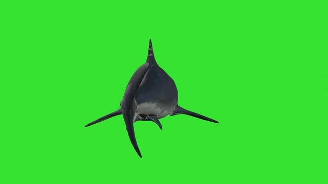 Fastly moving grey and black shark under water green screen or chroma key video clip motion