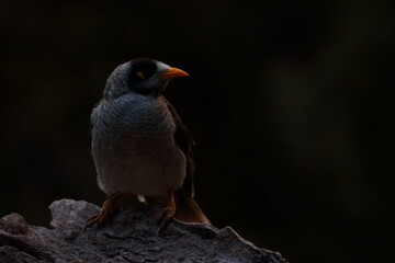 noisy miner