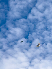 A serene sky with scattered clouds, featuring a bird in flight and an airplane. Ideal for themes of travel, freedom, or coexistence.