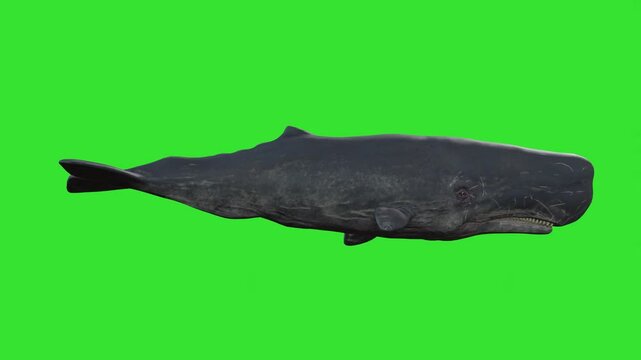 Idle movment of blacjk and grey whale green screen or chroma key video clip backgrounds