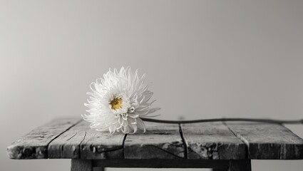 Single chrysanthemum on a weathered oak table flat lay