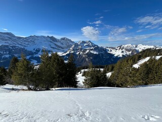 Evergreen forest or coniferous trees and alpine pastures in a winter setting above the Engelberg tourist resort - Canton of Obwalden, Switzerland (Kanton Obwald, Schweiz)