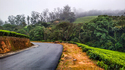 Spectacular green landscape, tea plantation. Picture clicked at Thekkady hills, Tamil Nadu, India