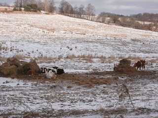 Cows in the snow in Upstate New York USA