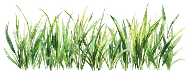 Obraz premium Delicate Watercolor Illustration of Tall Green Grass Realistic Nature Art for Creative Projects