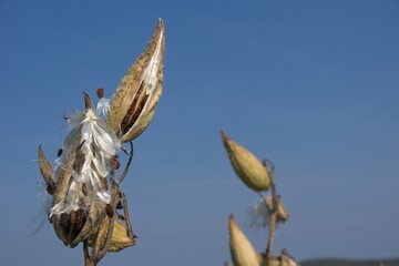 common Milk weed (Asclepias syriaca)