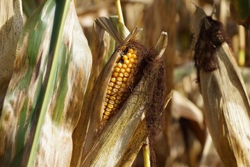 The corn on the cob is ripe