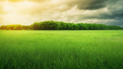 Obraz premium the picture was taken at the moment of sunset on a large field of grass and some trees
