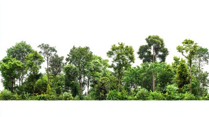 Green trees isolated on white background