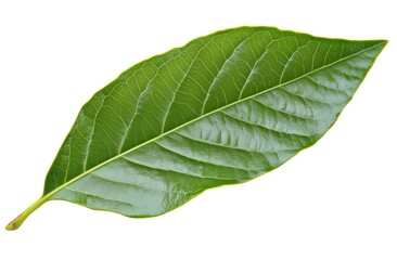 Obraz premium An outstretched olive leaf isolated on a white background, PNG. 