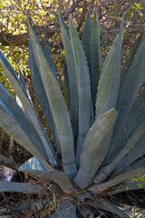 Obraz premium Mescal plant used to make drinks