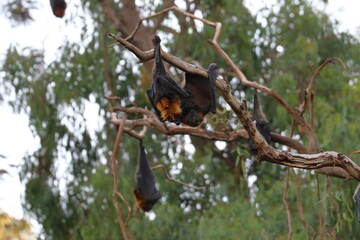 flying fox