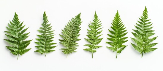 Obraz premium Various green fern leaves arranged in a row on white background with Copy Space for text placement.