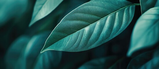 Obraz premium Close-up of dark green leaves with a textured surface and natural lighting Copy Space