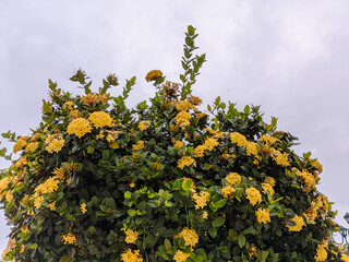 A low-angle shot of a lush Ixora plant, likely Ixora coccinea, known for its vibrant and dense clusters of small, tubular flowers. The flowers are a striking yellow, contrasting beautiful. 