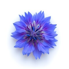 Vibrant purple cornflower, centered and isolated on a white background, top view. 