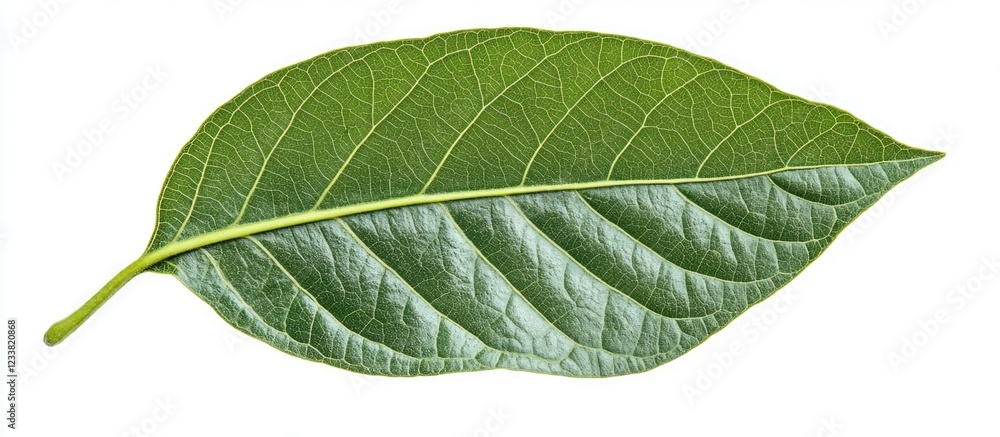 Poster Green leaf with detailed veins and stem on a white background with ample copy space for text placement