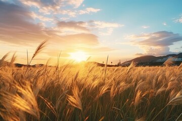 Naklejka premium Grassland scenery on sunset landscape grassland outdoors.