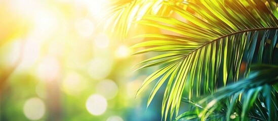 Obraz premium Close-up of palm leaves with bright sunlight and green bokeh background, Copy Space