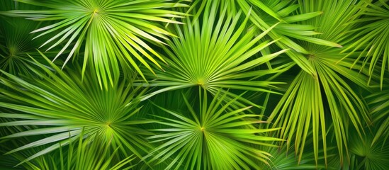 Obraz premium Close-up of lush green palm leaves overlapping in dense tropical foliage