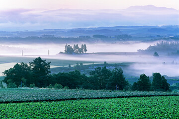 朝霧に浮かぶ（上富良野町）