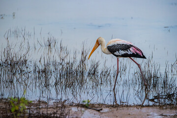 Painted Stork Wading in Wetlands of Yala National Park, Sri Lanka